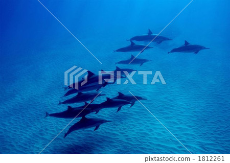 Dolphin Dolphin 1812261