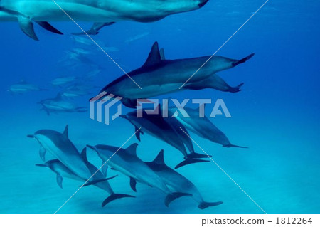 Dolphin Dolphin 1812264