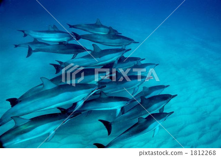 微調海豚 1812268