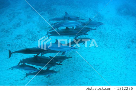 Dolphin Dolphin 1812286