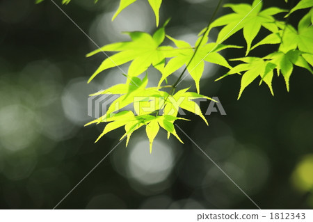 Image of fresh green maple 1812343