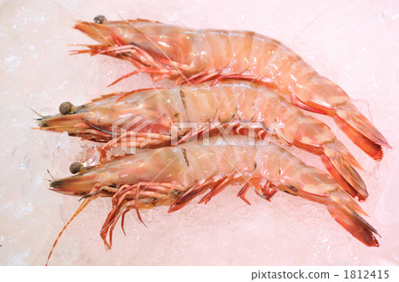 Prawn prawn 1812415