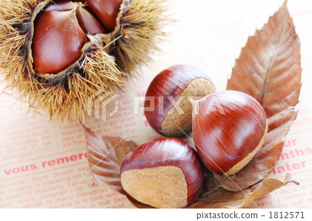 Autumn image Chestnut Ⅲ 1812571