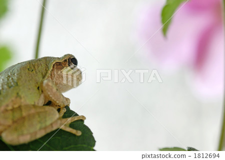 日本黑蛙在體色調整下 日本黑蛙在體色調整下 1812694
