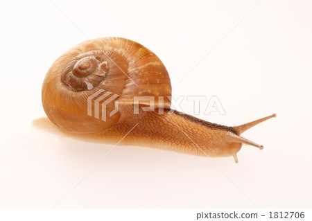 蝸牛 1812706