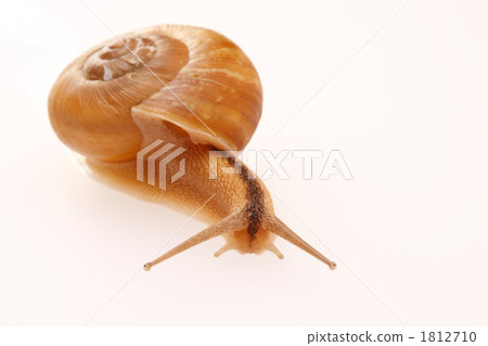 蝸牛 1812710