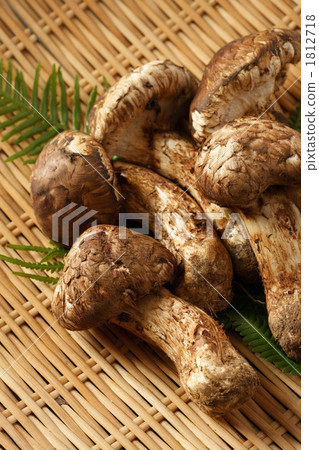 Matsutake Matsutake 1812718