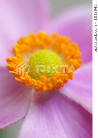 秋天餅乾Kikusui chrysanthemum（學名：Anemone hupehensis） 1812946