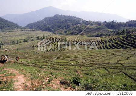 Shikkim's shaded fields 1812995