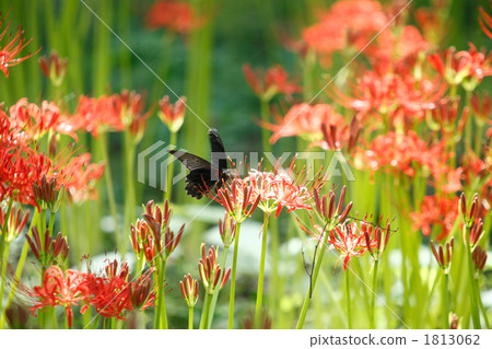 劍和燕尾蝴蝶 劍和燕尾蝴蝶 1813062