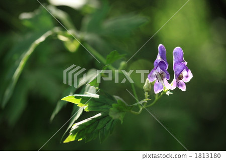 美麗的花朵有刺。附子 1813180