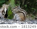 Beside Chipmunk 1813249