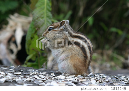 Beside Chipmunk Beside Chipmunk 1813249