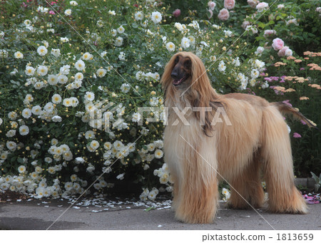 Afghan Hound Afghan Hound 1813659