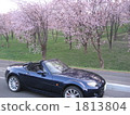 Cherry tree and car 1813804