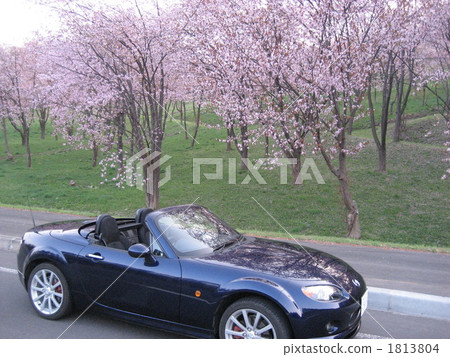 Cherry tree and car 1813804