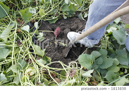 收穫的樂趣 1813830