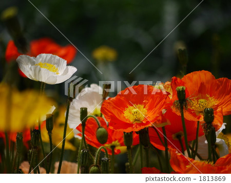 冰島罌粟 1813869