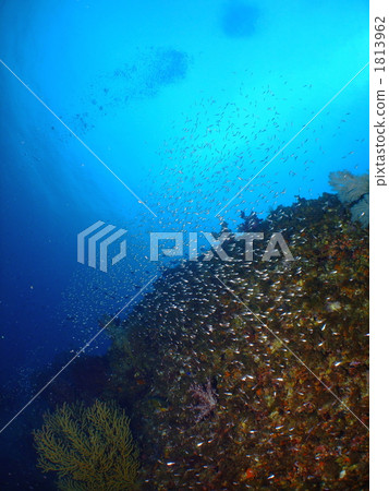 in the sea, undersea, coral 1813962