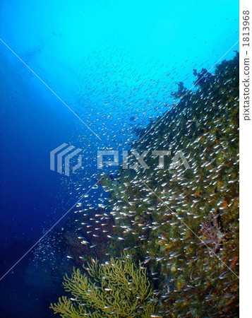 海底的 海裡 太平洋 1813968
