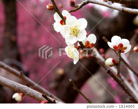 有紅色李子開花的白色李子開花 1814005