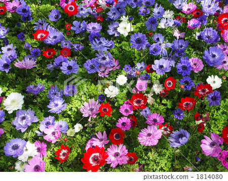 銀蓮花屬花園 1814080