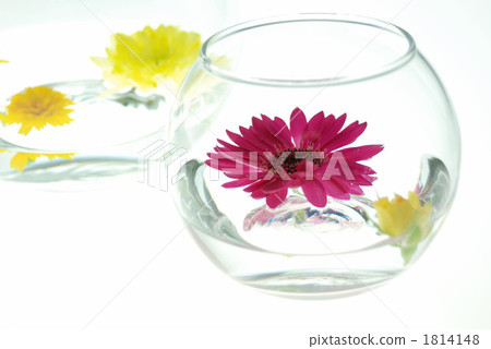 非洲菊和菊花4 1814148