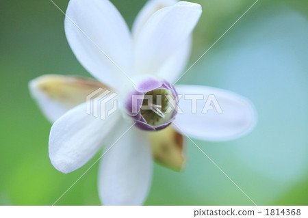 Ontakeyama的Rengameshouma 1814368