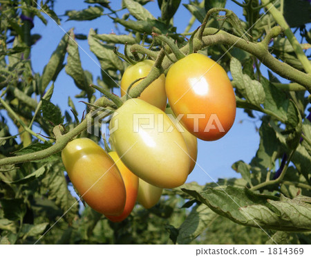 水果番茄 水果蕃茄 番茄 1814369