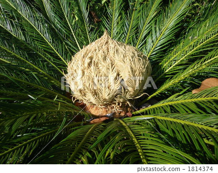 鐵樹 植物 植物學 1814374