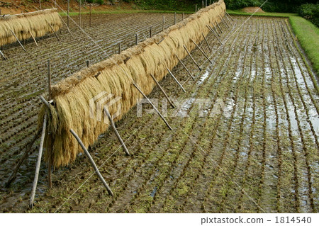 在山區的稻田 1814540