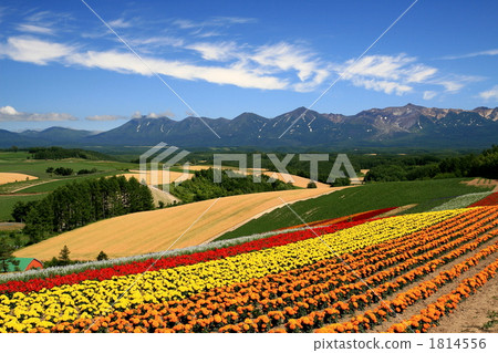 花園 風景 橙色 1814556