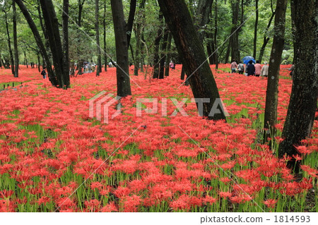 日高市Narasuwonda的Hidorioka 日高市Narasuwonda的Hidorioka 1814593