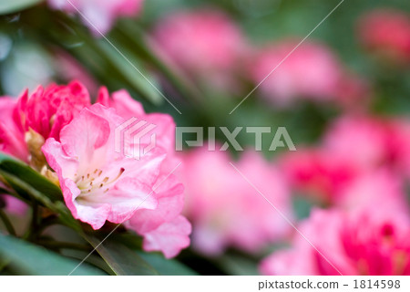 西部杜鵑花 西部杜鵑花 1814598