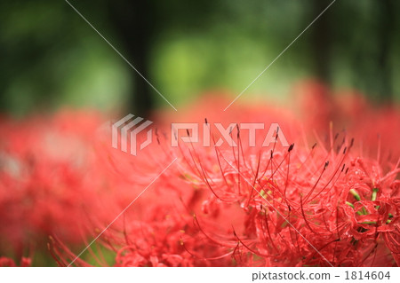 Hidorioka of Hidaka-shi Narasuwonda 1814604