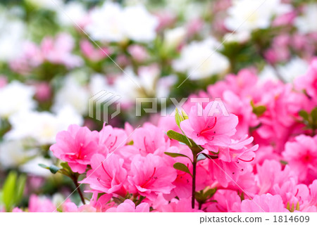 久留米杜鵑花花在盛開的 1814609