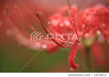 Hidorioka of Hidaka-shi Narasuwonda 1814612