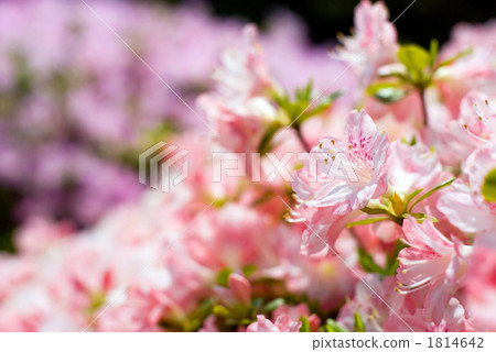 久留米杜鵑花花在盛開的 1814642