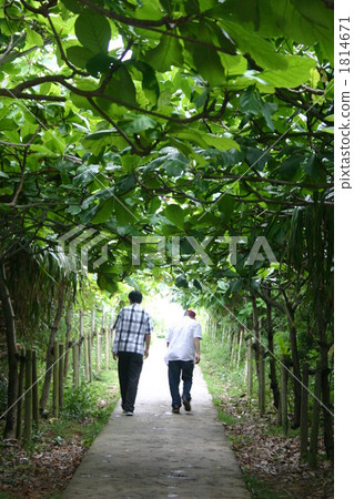 灌木叢 草叢 原始森林 1814671