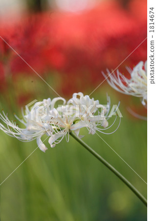 觀光點Amanusa Shaka的白鬍子在Needinhata回來了 1814674