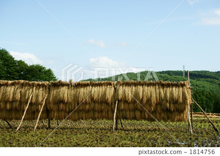 在山區的稻田 1814756