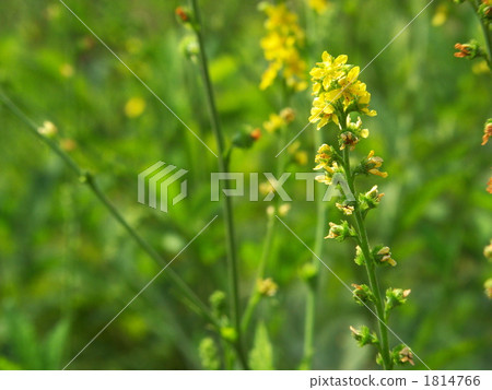 Kinmidzuki之花 1814766