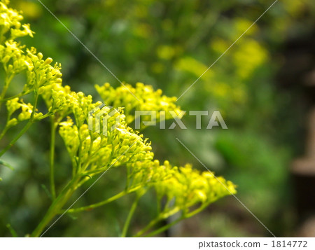 Omina's flower 1814772