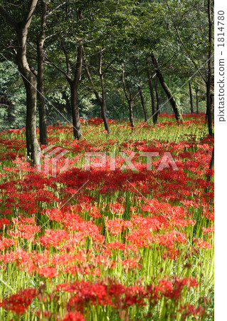 Mandarin flowers and forests in Kinchakuda Mandarin flowers and forests in Kinchakuda 1814780