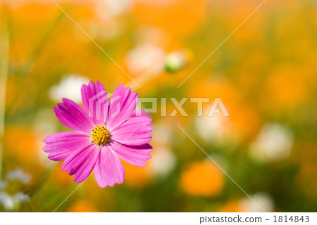桃紅色波斯菊在Kibanakosmos背面開花 1814843