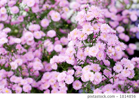 孔雀的花在盛開的 孔雀的花在盛開的 1814856