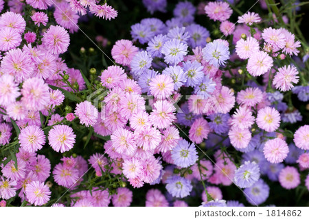 孔雀的花在盛開的 孔雀的花在盛開的 1814862