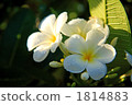 Plumeria 1814883