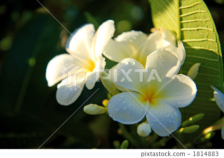 Plumeria Plumeria 1814883