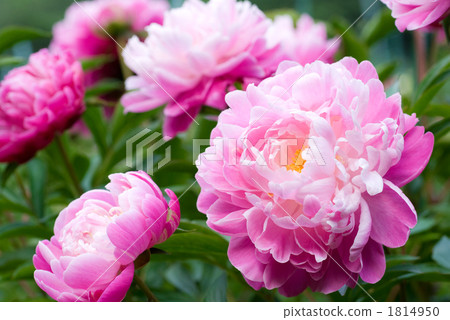 Peony peony flowers Peony peony flowers 1814950